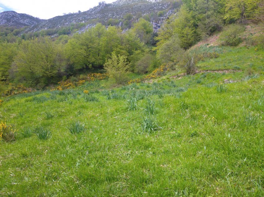 Gran terreno con cabaña y cuadra   Bezanes