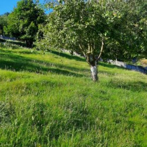 Finca edificable El Entrego   Otariello (1B)